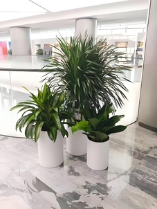 宁波奉化花木租摆方案 宁波奉化花木租摆方案